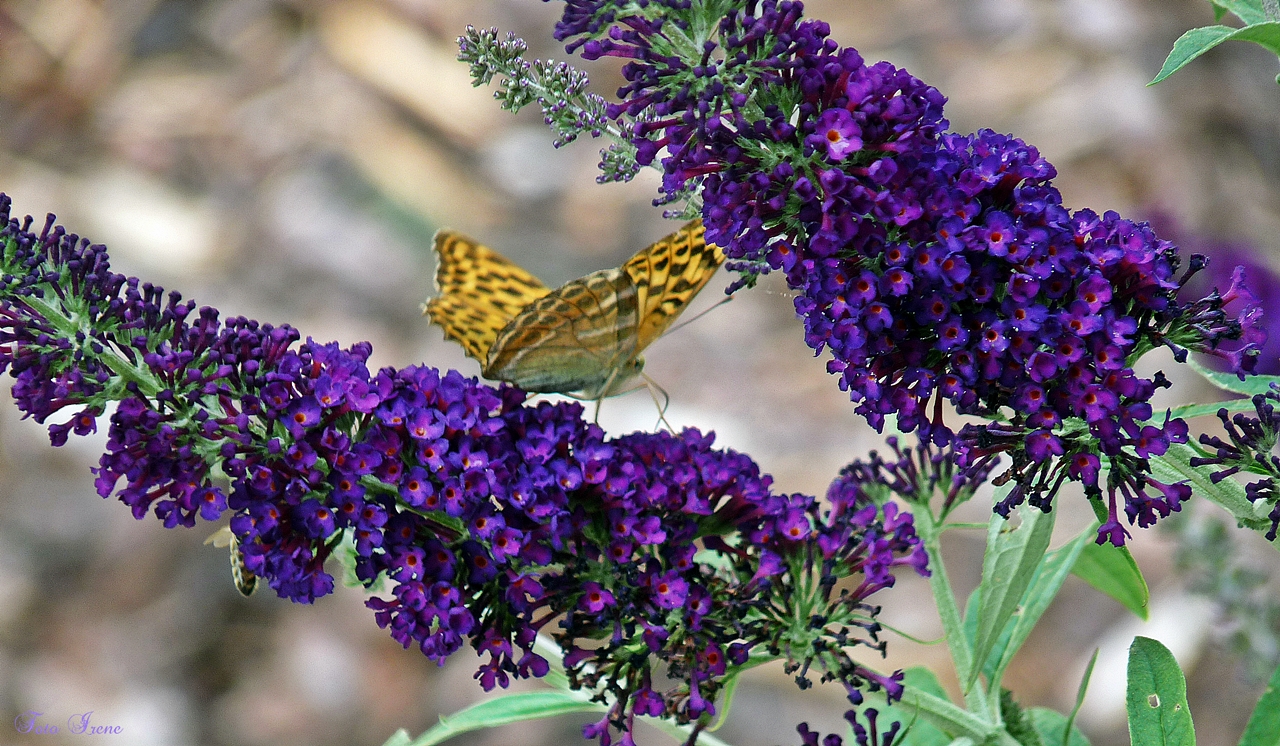 Schmetterling auf Sommerflieder