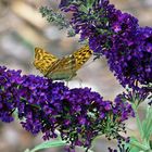 Schmetterling auf Sommerflieder