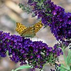 Schmetterling auf Sommerflieder