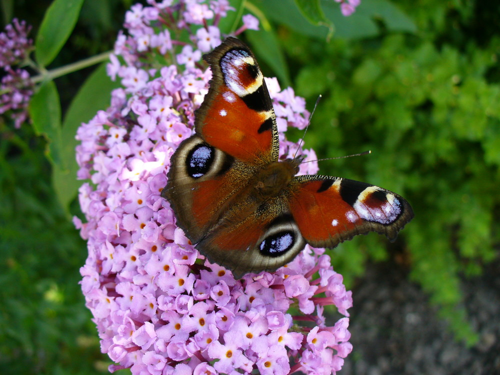 Schmetterling auf Sommerflieder