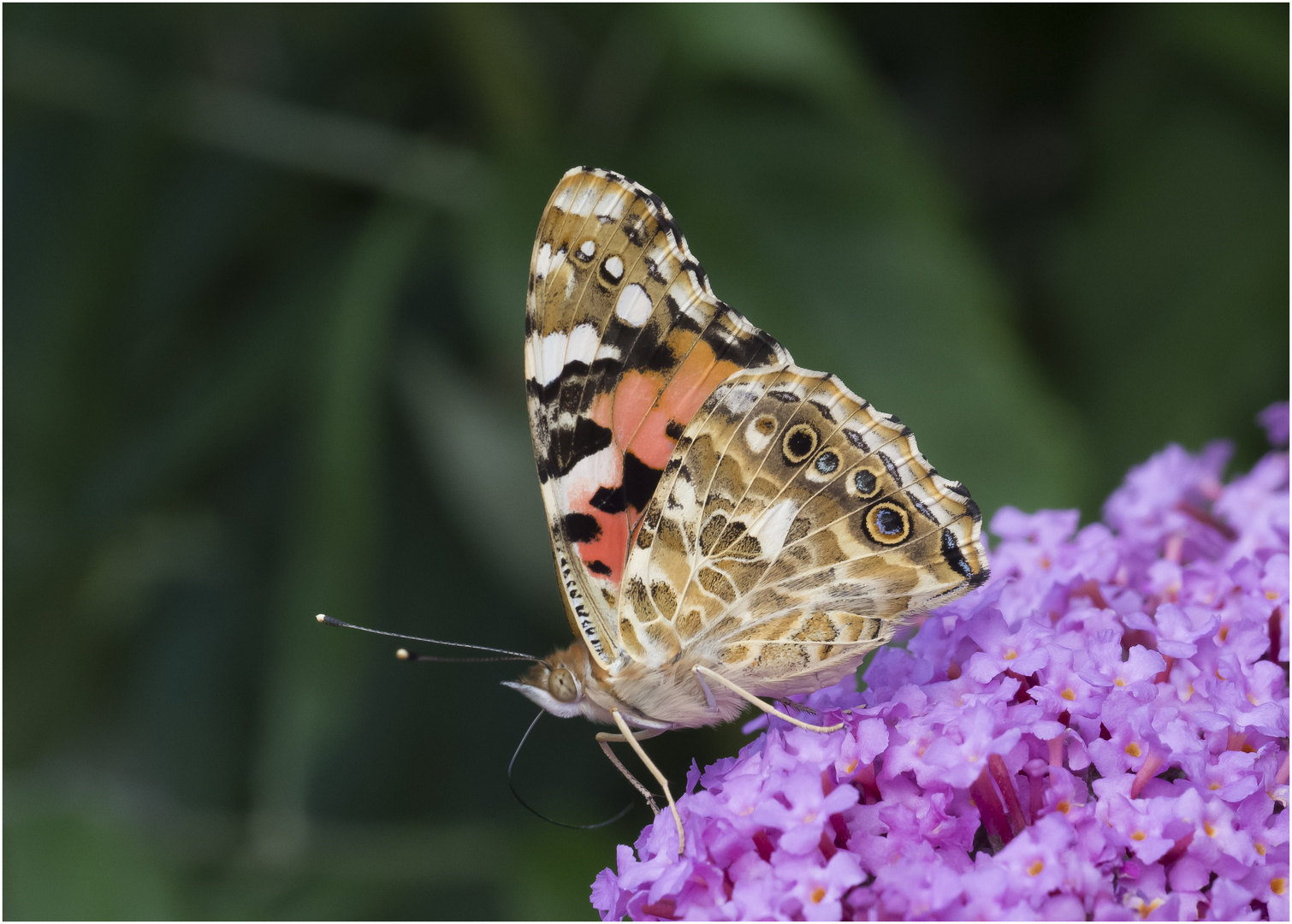 Schmetterling auf Sommerflieder