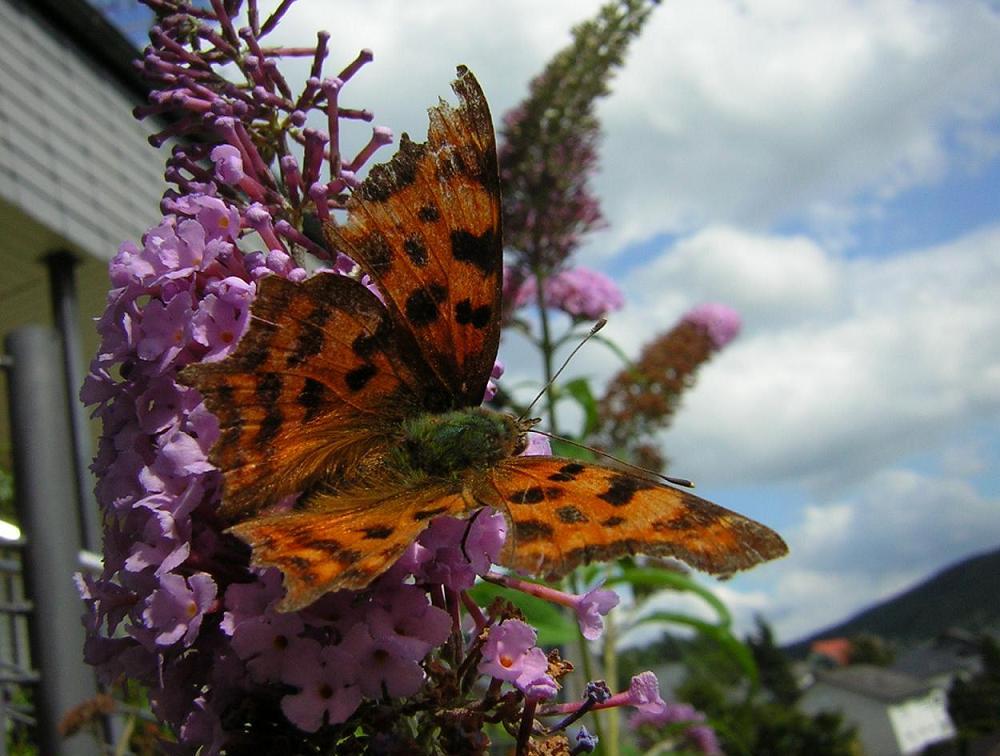 Schmetterling auf Sommerflieder