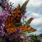 Schmetterling auf Sommerflieder