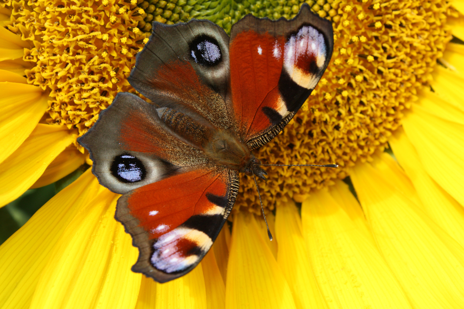 Schmetterling auf Sonnenblume