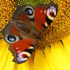 Schmetterling auf Sonnenblume