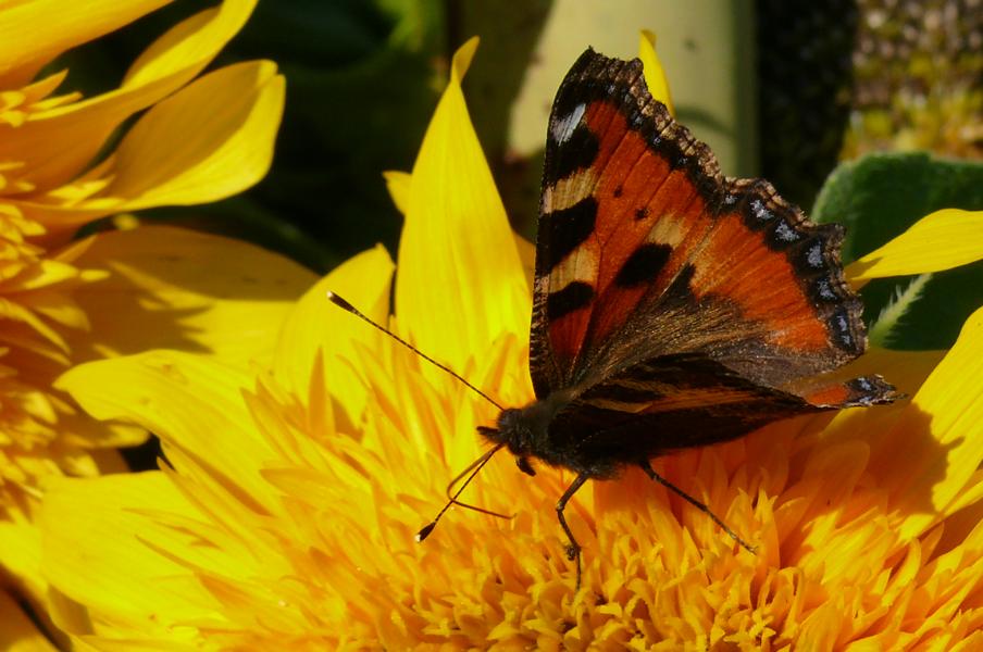 Schmetterling auf Sonnenblume