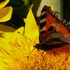 Schmetterling auf Sonnenblume