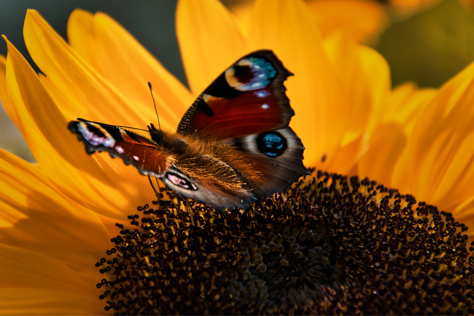 Schmetterling auf Sonnenblume