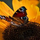 Schmetterling auf Sonnenblume