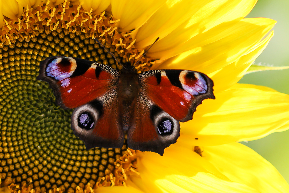 Schmetterling auf Sonnenblume