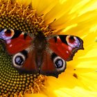 Schmetterling auf Sonnenblume