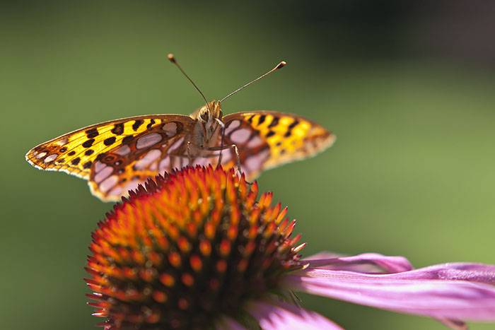 Schmetterling auf Sonnenhut