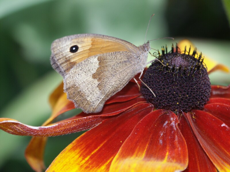 Schmetterling auf Sonnenhut