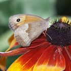 Schmetterling auf Sonnenhut