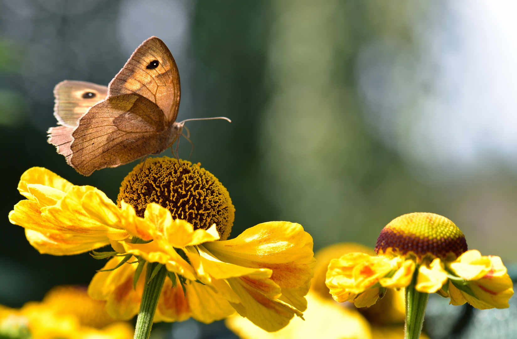 Schmetterling auf Sonnenhut