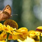 Schmetterling auf Sonnenhut