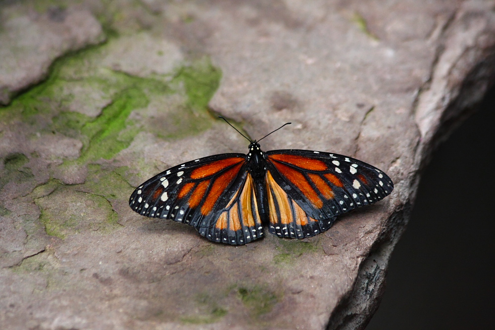 Schmetterling auf Stein