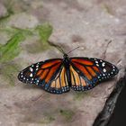 Schmetterling auf Stein