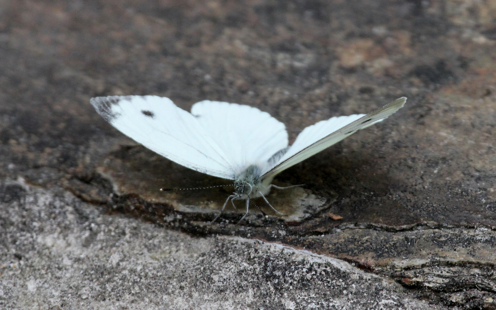 Schmetterling auf Stein