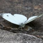 Schmetterling auf Stein