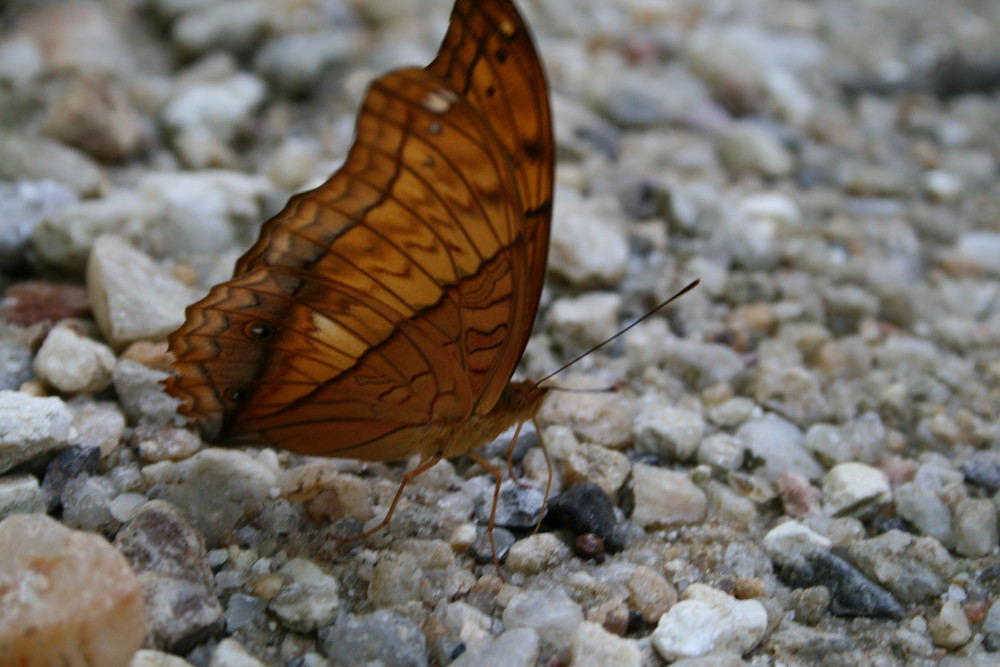 Schmetterling auf Stein