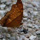 Schmetterling auf Stein