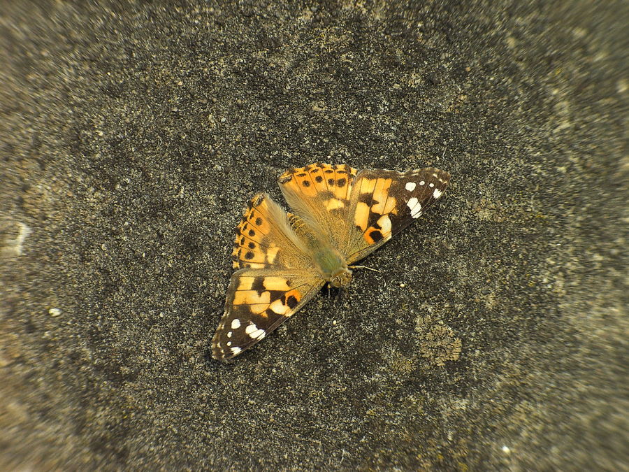 Schmetterling auf Steinwand