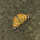 Schmetterling auf Steinwand