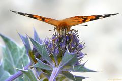 Schmetterling auf Stranddistel