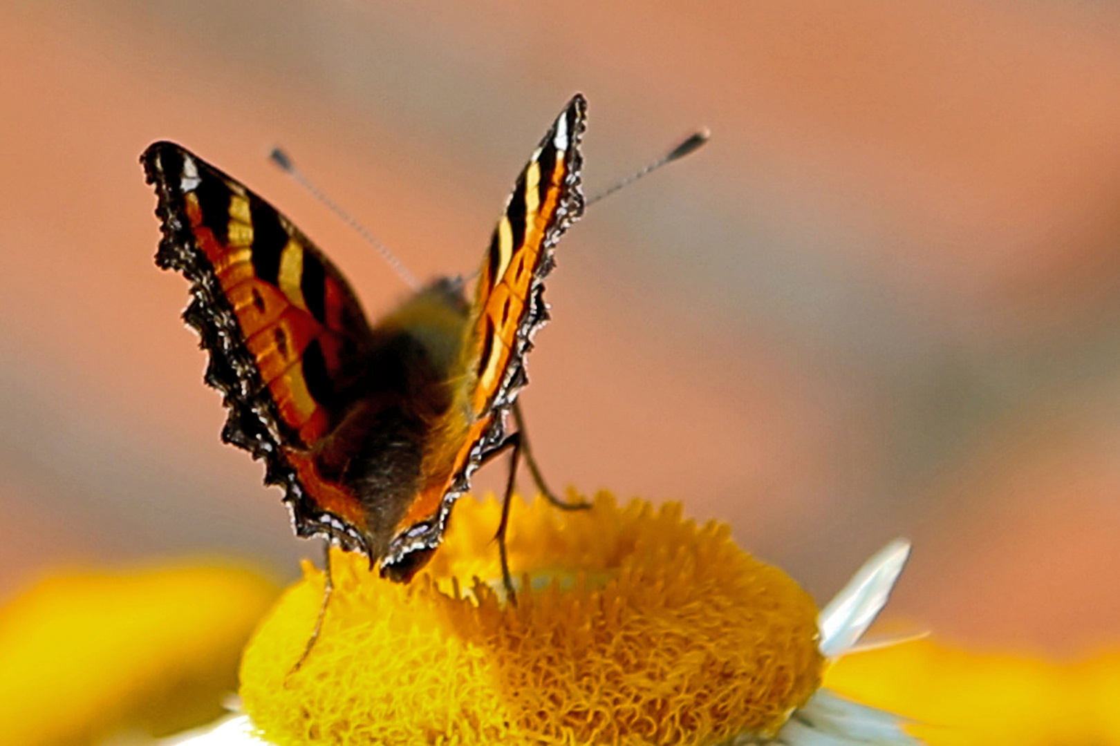 Schmetterling auf Strohblume