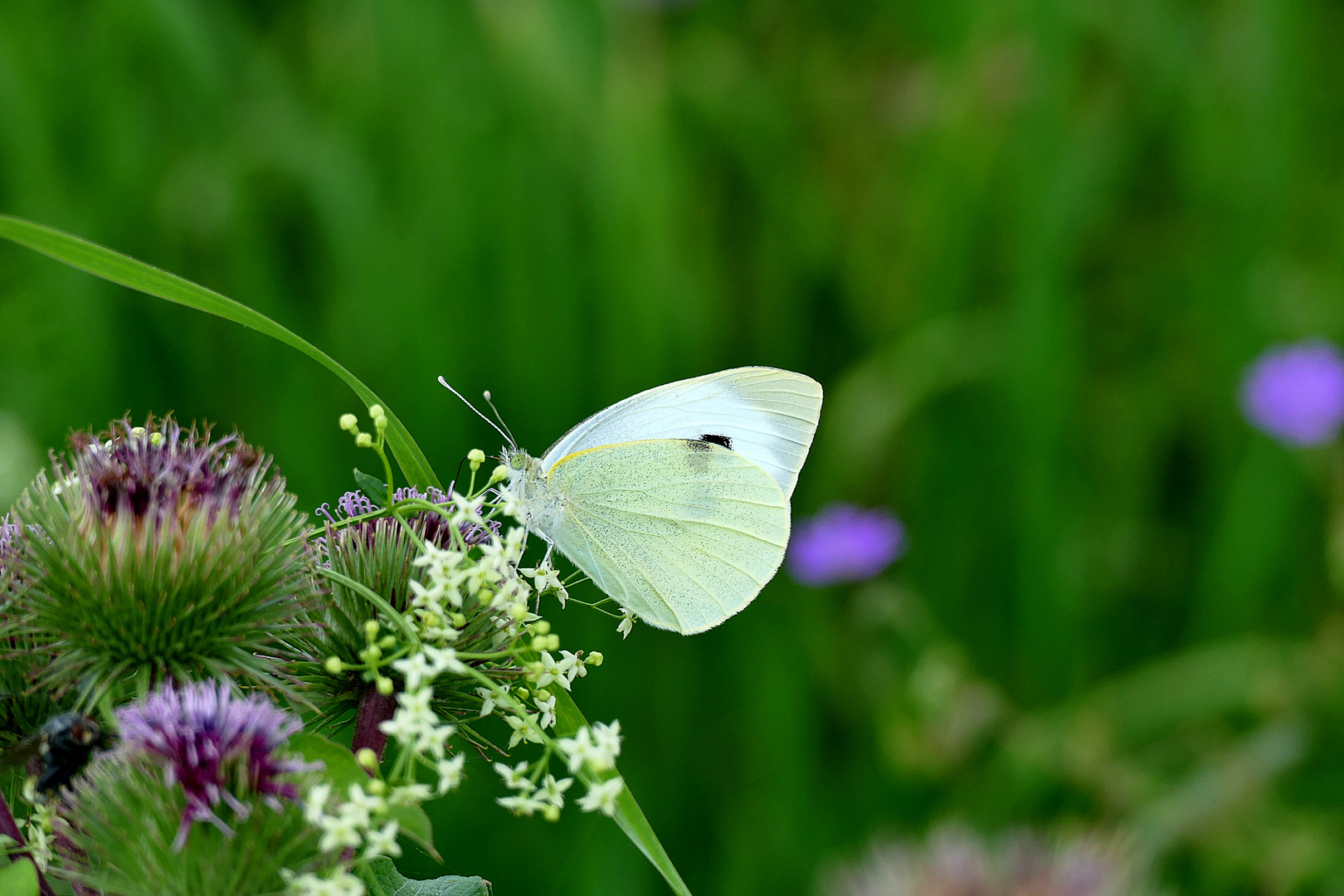 Schmetterling auf suche nach Nektar 