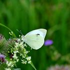 Schmetterling auf suche nach Nektar 