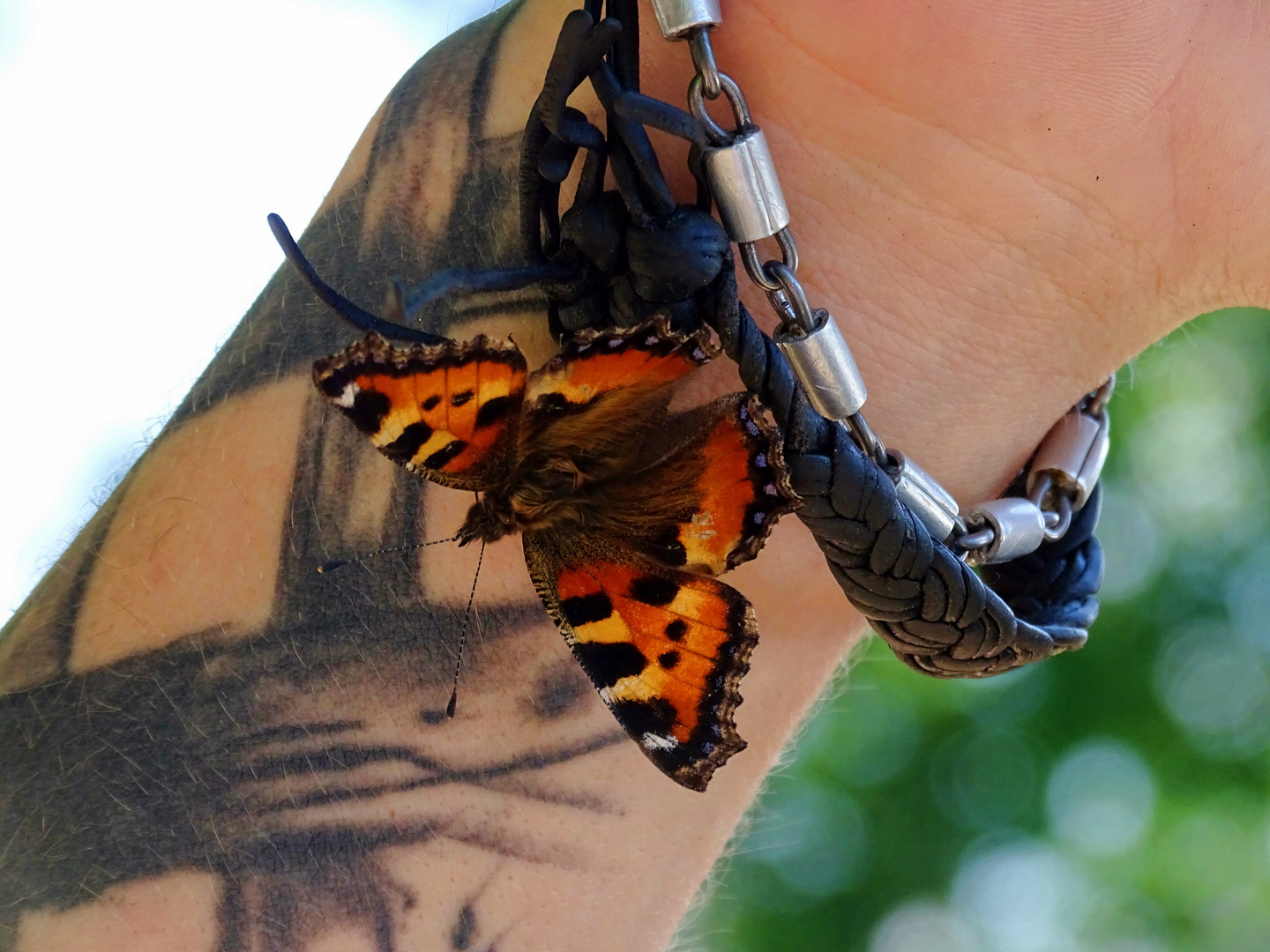 Schmetterling auf Tattoo