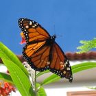 Schmetterling auf Teneriffa