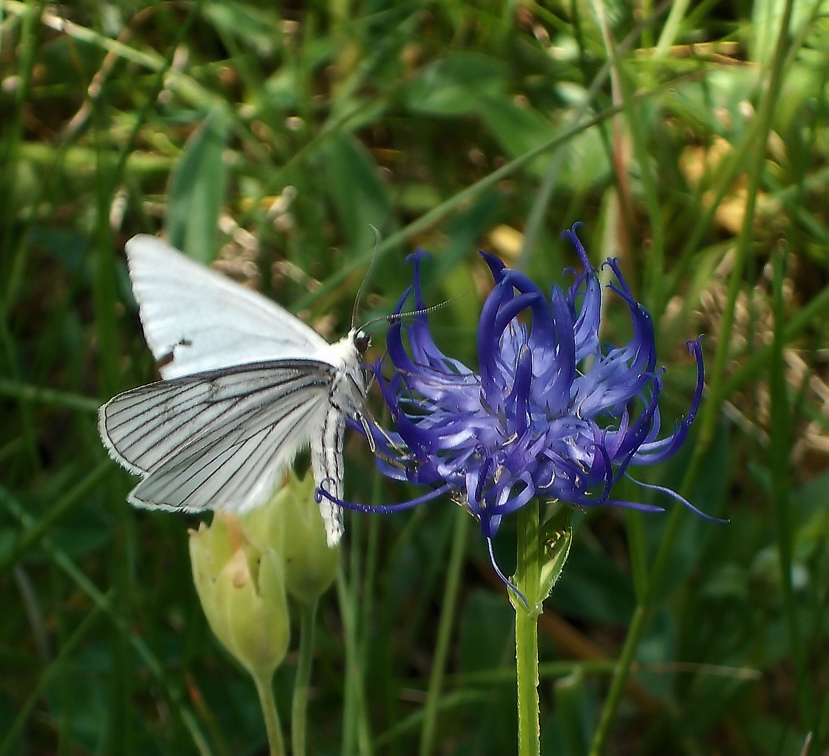 schmetterling auf teufelskralle bei tübingen mai 2011