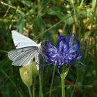 schmetterling auf teufelskralle bei tübingen mai 2011