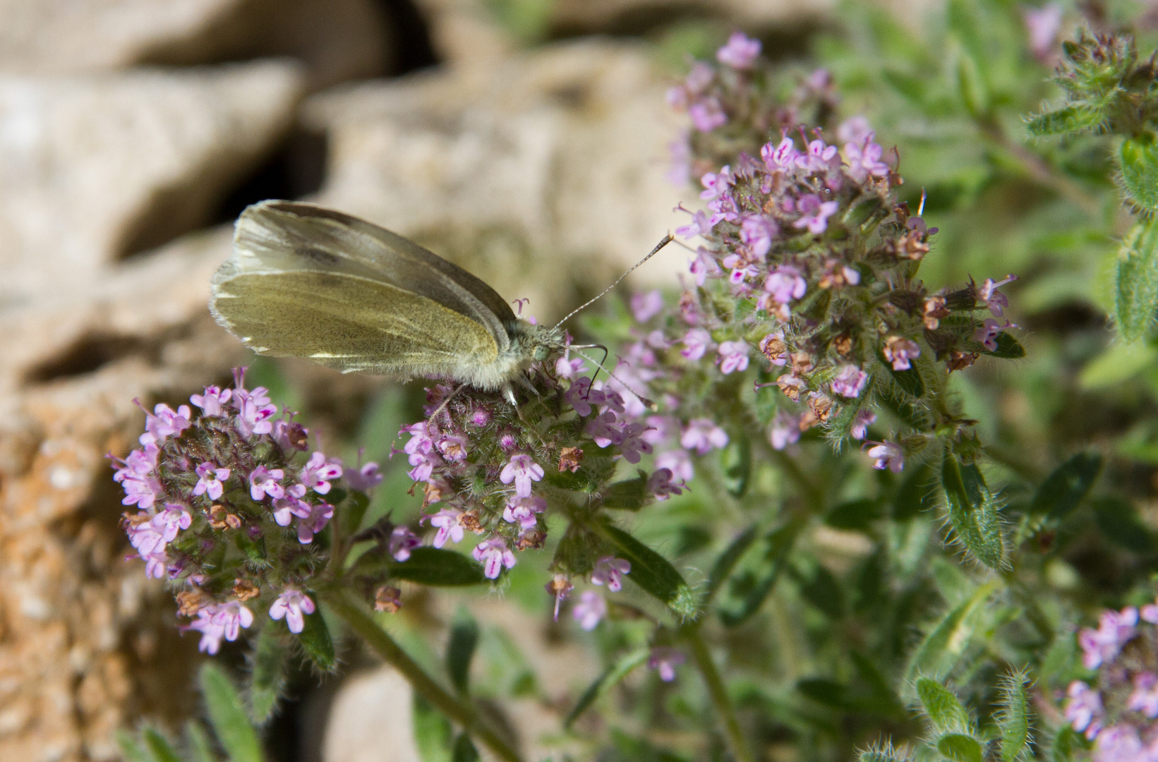 Schmetterling auf Thymian