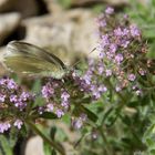 Schmetterling auf Thymian