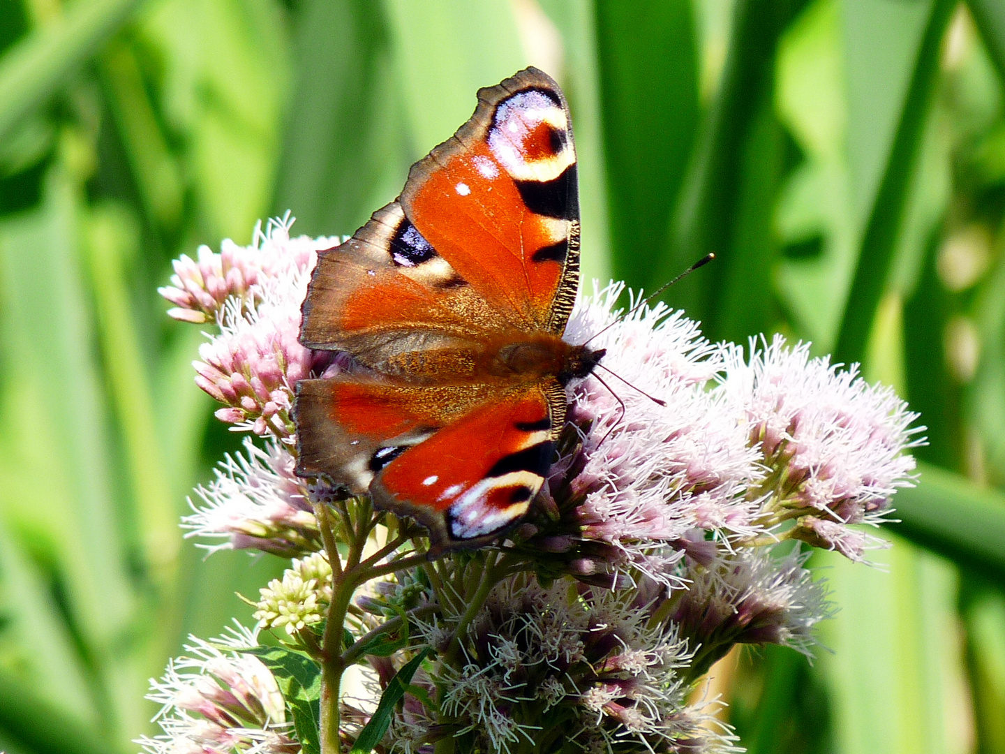 Schmetterling auf Vilm