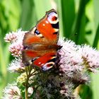 Schmetterling auf Vilm