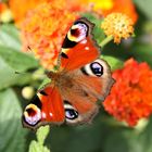 Schmetterling auf Wandelröschen