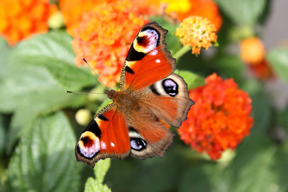 Schmetterling auf Wandelröschen