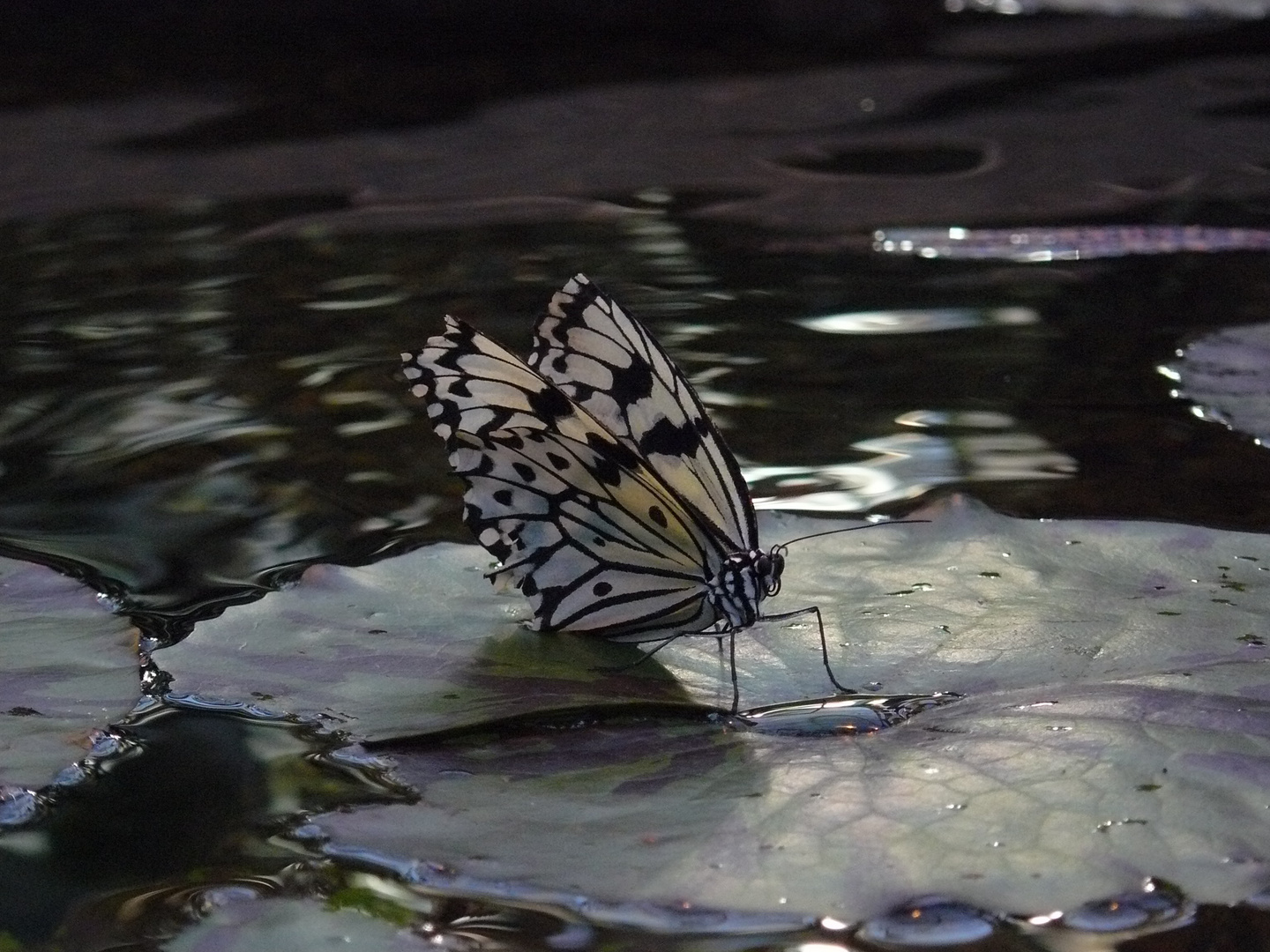 Schmetterling auf Wasser