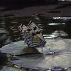 Schmetterling auf Wasser