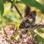 Schmetterling auf Wasserdost