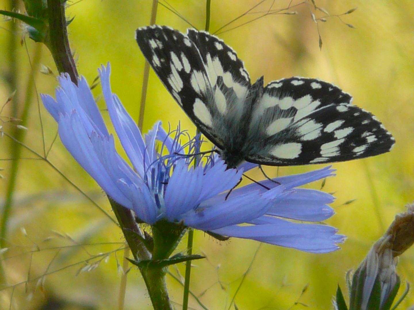 Schmetterling auf Wegwarte P1230630