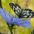 Schmetterling auf Wegwarte P1230630