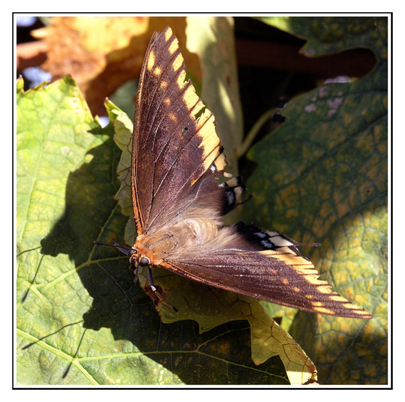 Schmetterling auf Weinlaub