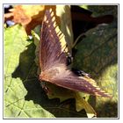 Schmetterling auf Weinlaub