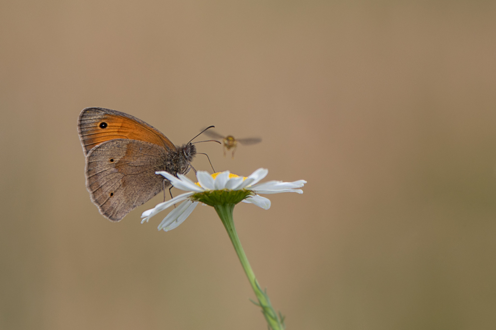 Schmetterling auf weißer Bluete